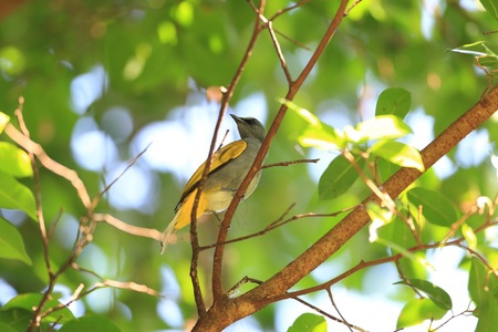 Grey-bellied Bulbul  Pycnonotus cyaniventris 