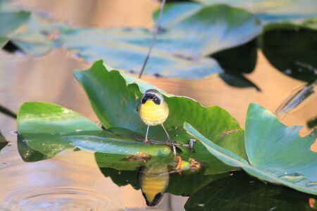 Common Yellowthroat  Geothlypis trichas  