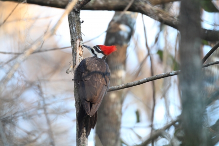 Pileated Woodpecker on Logの写真素材