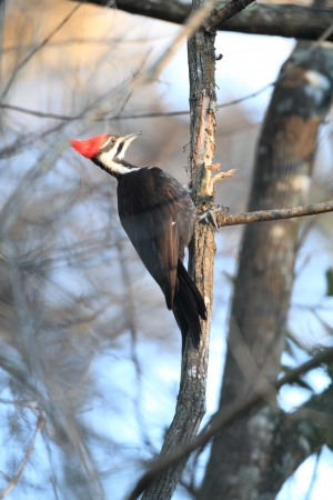 Pileated Woodpecker on Logの写真素材