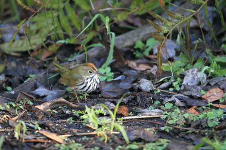 Ovenbirdの写真素材