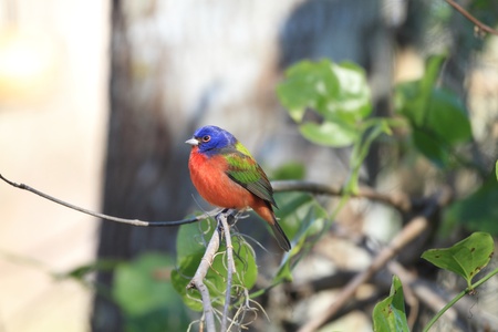 Colorful Painted Bunting  Passerina ciris  on a logの写真素材