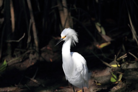 Snowy Egret, Egretta thulaの写真素材