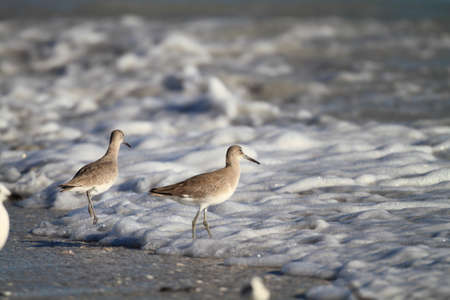 Willet  Catoptrophorus semipalmatus  in Florida,America