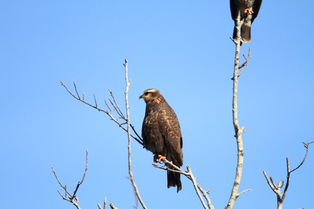 Snail Kite  Rostrhamus sociabilis の写真素材