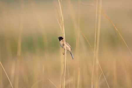 Japanese Reed Bunting Emberiza yessoensis in Japanの写真素材