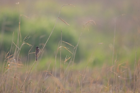 Japanese Reed Bunting Emberiza yessoensis in Japanの写真素材
