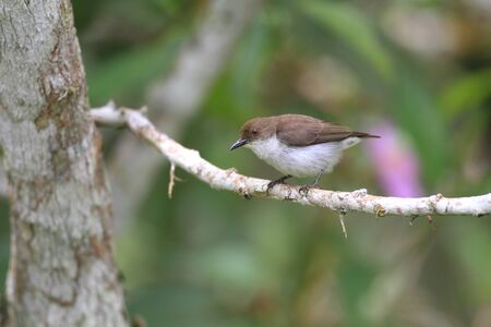 Buzzing Flowerpecker Dicaeum hypoleucum in Mindanao Philippinesの写真素材