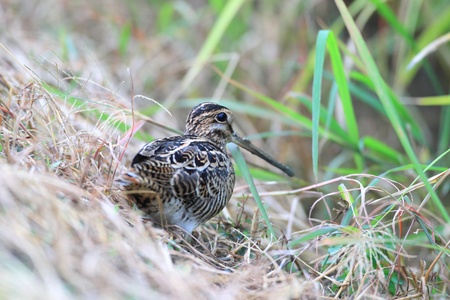 Swinhoe's Snipe Gallinago megala in Japanの写真素材