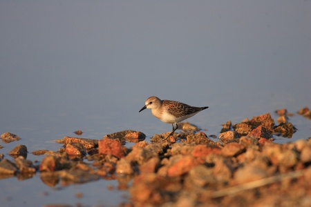 Red-necked Stint Calidris ruficollis in Japanの写真素材