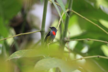 Flame-breasted Flowerpecker Flowerpecker in Halmaheraの写真素材