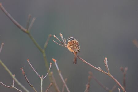 Meadow Bunting Emberiza cioides male in Japanの写真素材