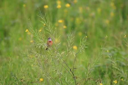 Meadow Bunting Emberiza cioides male in Japanの写真素材