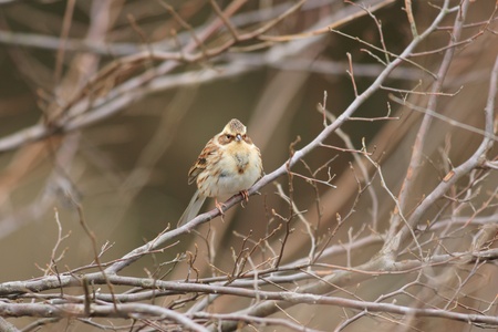 Yellowthroated Bunting Emberiza elegans in Japanの写真素材