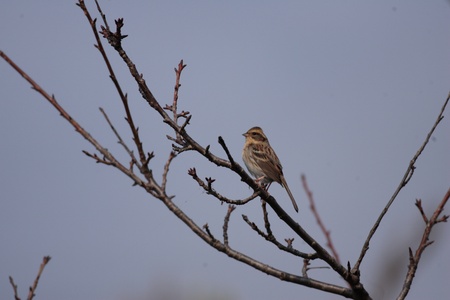 Yellowthroated Bunting Emberiza elegans in Japanの写真素材