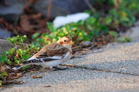 Snow Bunting  Plectrophenax nivalis  in Japanの写真素材