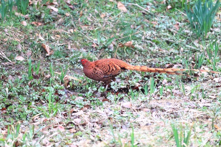 Copper Pheasant  Syrmaticus soemmerringii  in Japan