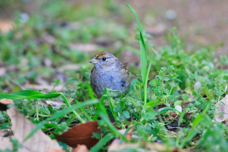 Goldencrowned Sparrow Zonotrichia atricapillaの写真素材