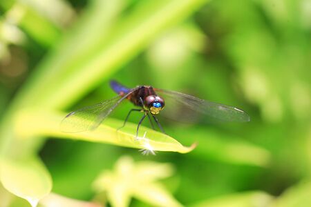 Lyriothemis pachygastra dragonfly in Japanの写真素材