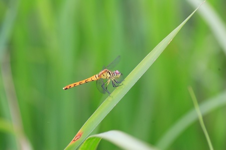 Sympetrum kunckeli dragonfly in Japanの写真素材