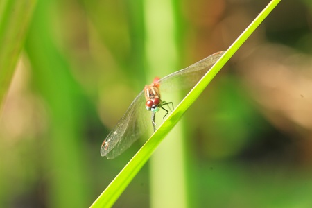 Sympetrum kunckeli dragonfly in Japanの写真素材