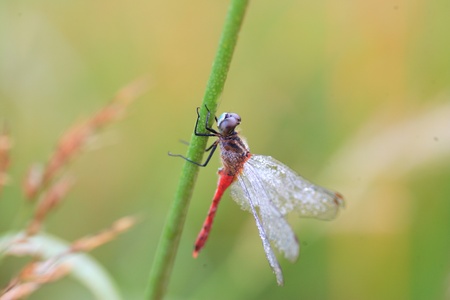 Sympetrum kunckeli dragonfly in Japan