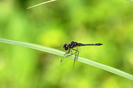 Sympetrum maculatum dragonfly in Japanの写真素材