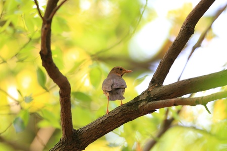 Japanese Thrush Turdus cardis female in Japanの写真素材