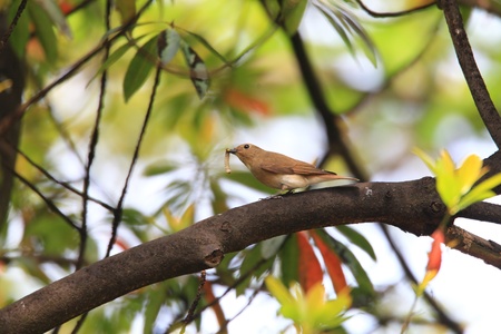 Narcissus Flycatcher Ficedula narcissina female in Japanの写真素材