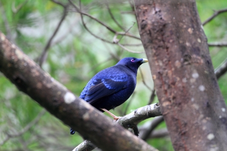 Satin Bowerbird Ptilonorhynchus violaceus in Australiaの写真素材