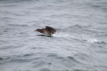 Rhinoceros Auklet Cerorhinca monocerata  in Hokkaido,Japan