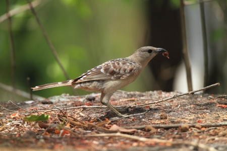 Great Bowerbird  Chlamydera nuchalis  in Australia 