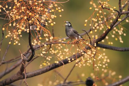 White-cheeked Starling  Sturnus cineraceus  in Japanの写真素材