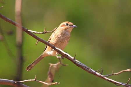Bull-headed Shrike  Lanius bucephalus  in Japanの写真素材