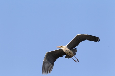 Grey heron  Ardea cinerea  in Japan