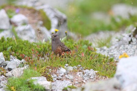 Alpine Accentor  Prunella collaris  in Japanの写真素材
