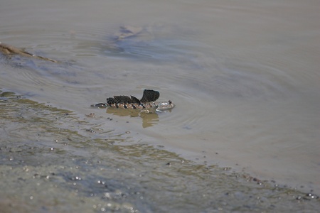 Mudskipper