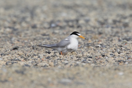 Little Tern  Sterna albifrons  nesting , in Japanの写真素材