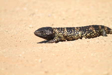 Shingleback ,Stump-tailed skink  Trachydosaurus rugosus  in Australiaの写真素材