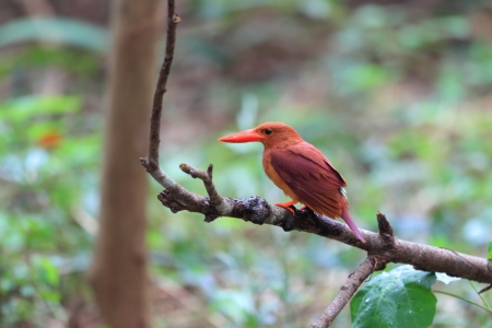 Beautiful red Kingfisher, female Ruddy Kingfisher  Halcyon coromandaの写真素材