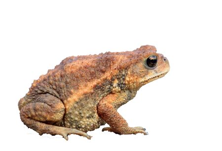Miyako Toad  Bufo gargarizans miyakonis  in Japanの写真素材