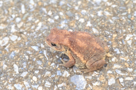 Miyako Toad  Bufo gargarizans miyakonis  in Japan