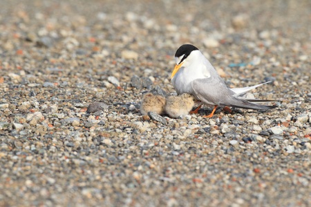 Little Tern  Sterna albifrons  nesting , in Japanの写真素材