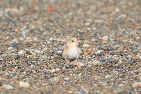 Little Tern  Sterna albifrons  nesting , in Japanの写真素材