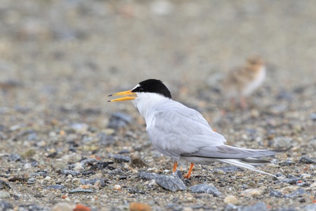 Little Tern  Sterna albifrons  nesting , in Japanの写真素材