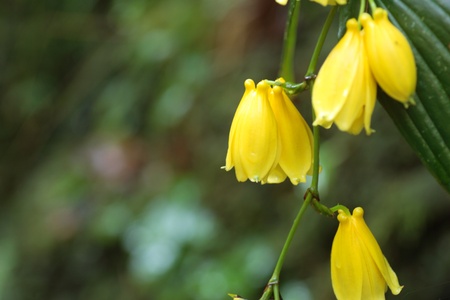 Kii Toad Lily  Tricyrtis macrantha  in Japanの写真素材