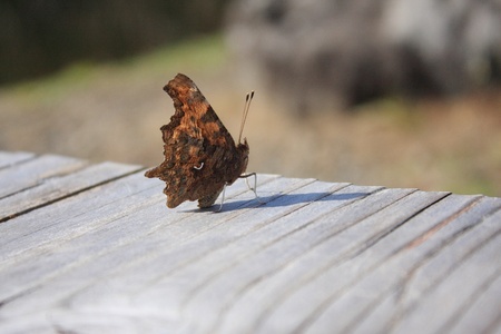 Comma butterfly Polygonia calbum in Japan