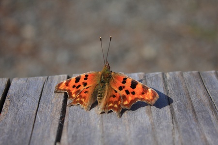 Comma butterfly Polygonia calbum in Japanの写真素材