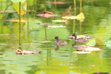 Little Grebe  Tachybaptus ruficollis  nesting in Japanの写真素材