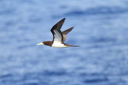Brown Booby  Sula leucogaster  in Japanの写真素材